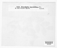 Erysiphe myrtillina image